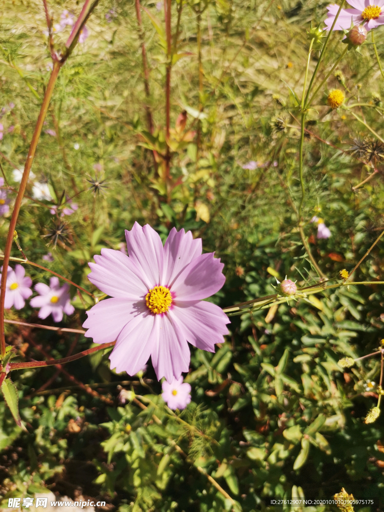 野外花草波斯菊