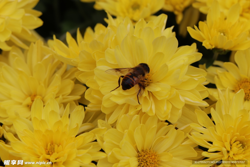 黄色菊花背景图片