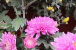 粉色菊花图片