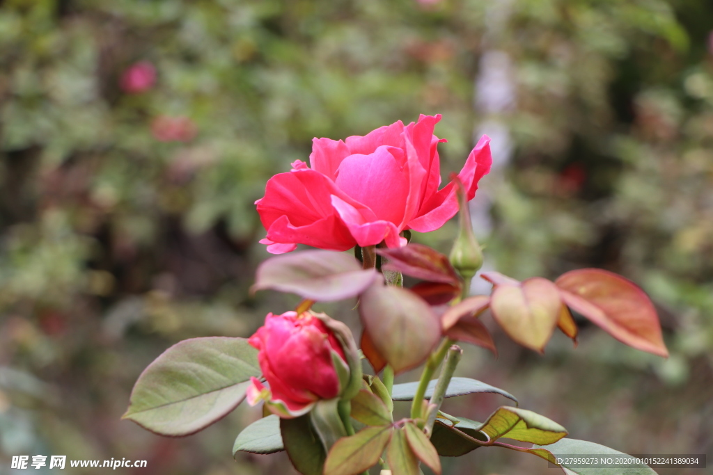 粉红色月季花图片