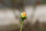 黄色月季花骨朵图片