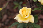 黄色月季花图片