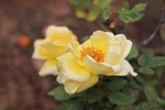黄色月季花图片