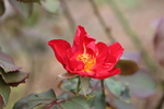 红色的月季花图片