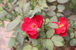 红色的月季花图片