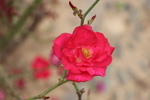 红色的月季花图片