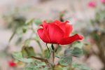红色月季花图片