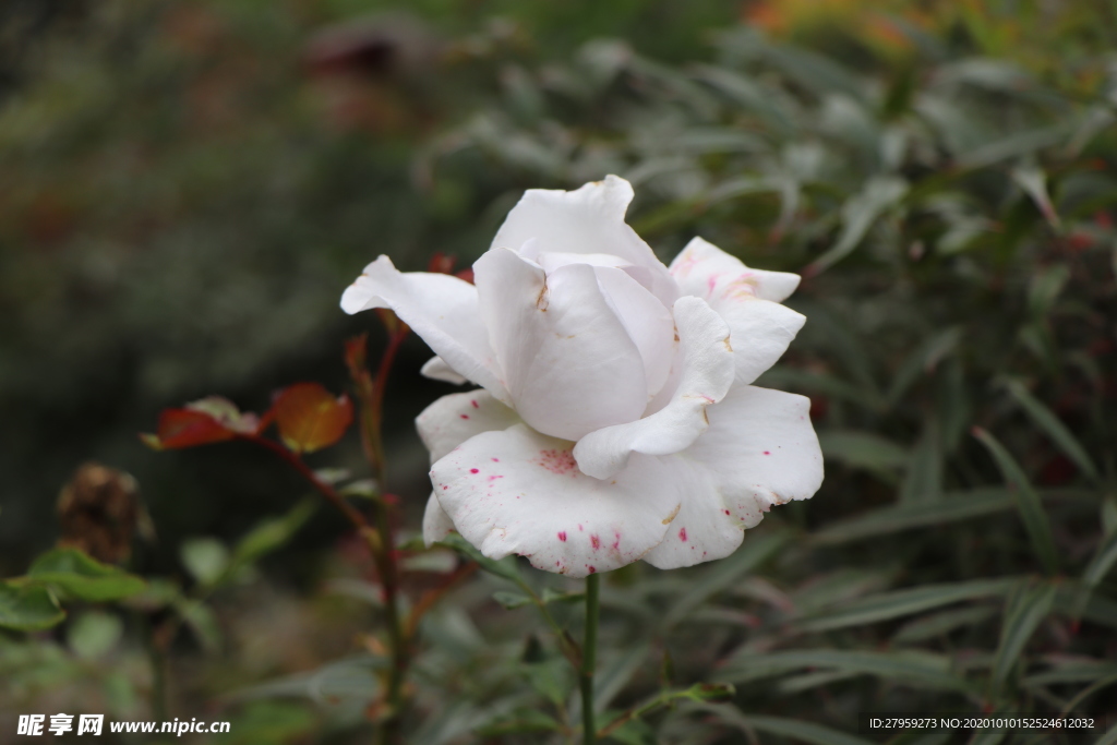 白色月季花图片