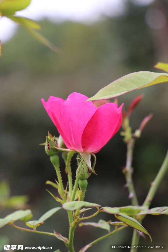 粉红色月季花图片