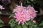 粉色菊花图片