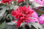 红色菊花图片