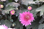 粉色菊花图片