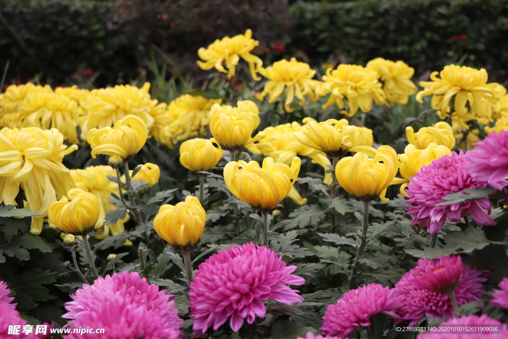 黄色菊花图片