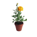 现代插花