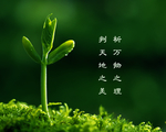 绿色壁纸