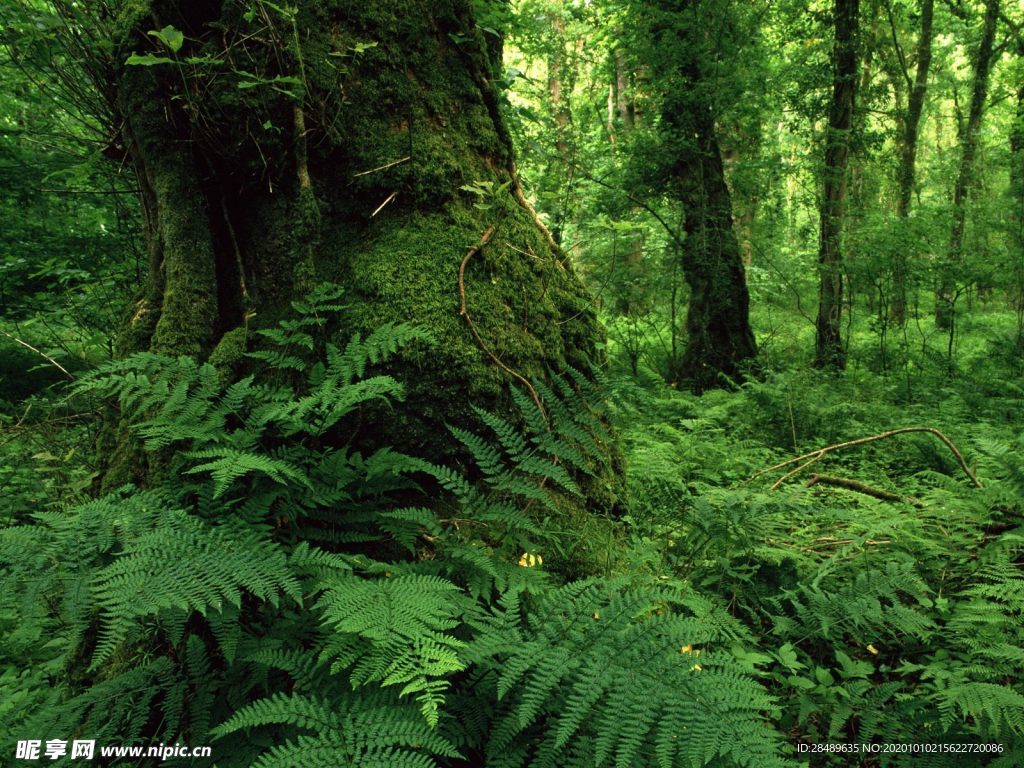 自然风景 自然风光 风景图