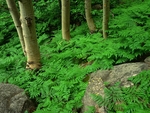 自然风景 自然风光 风景图