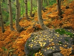 自然风景 自然风光 风景图