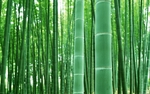 自然风景 自然风光 风景图