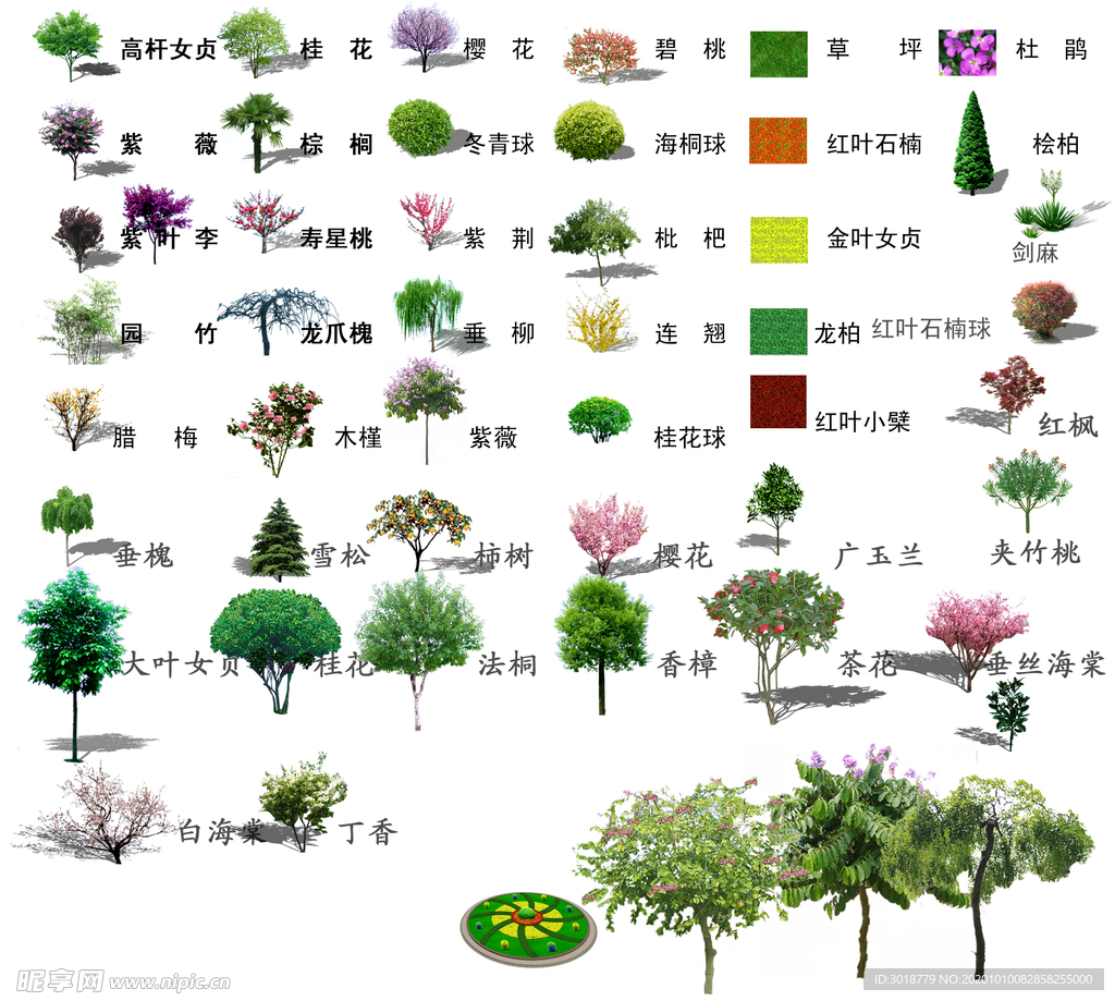 乔木类素材