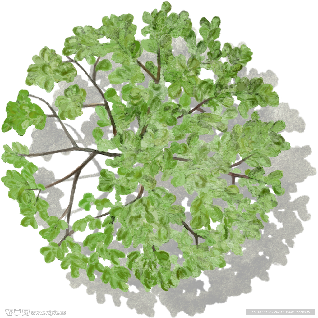手绘植物