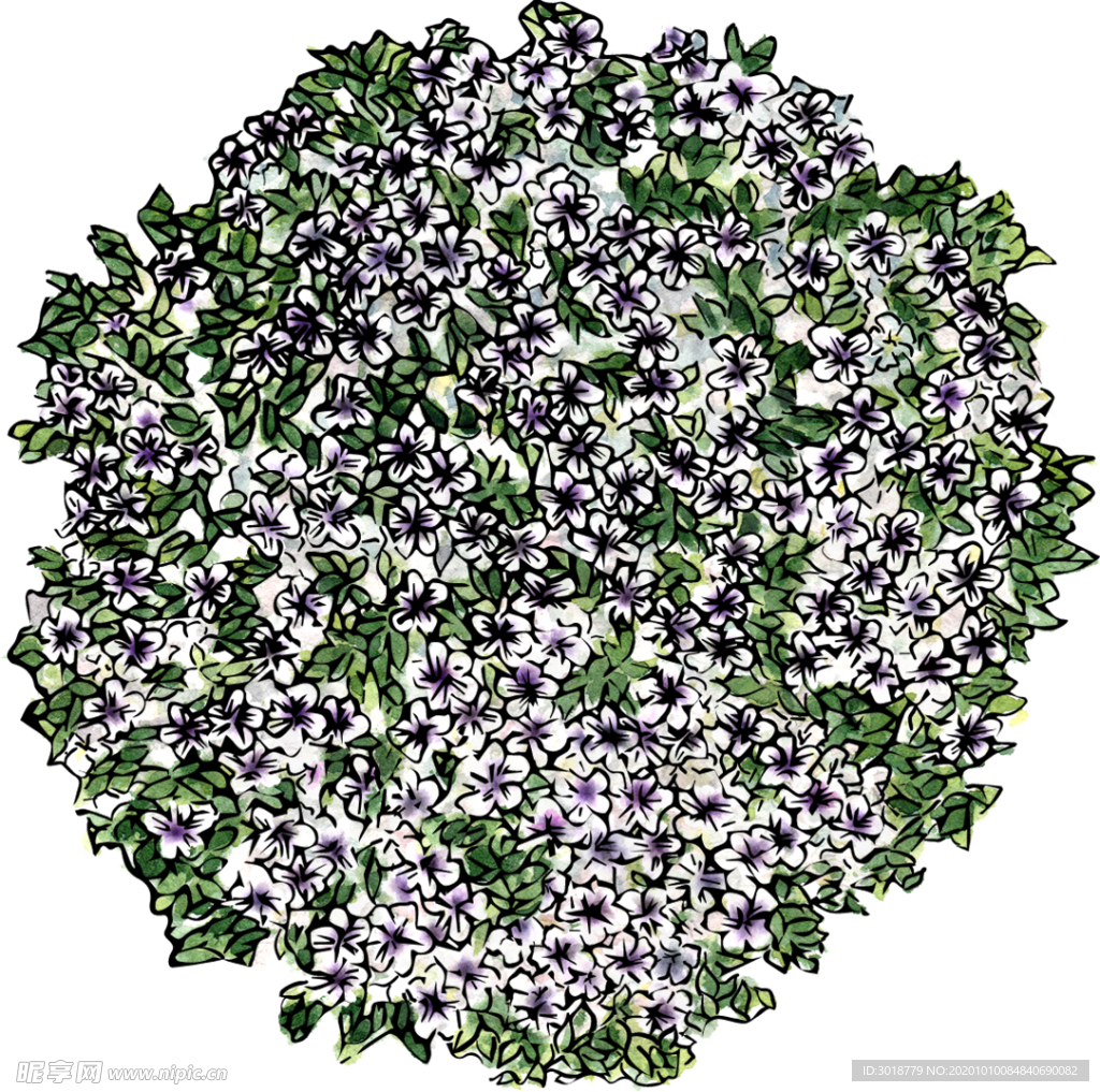 手绘植物