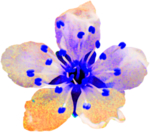 花素材