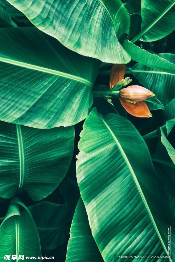 芭蕉