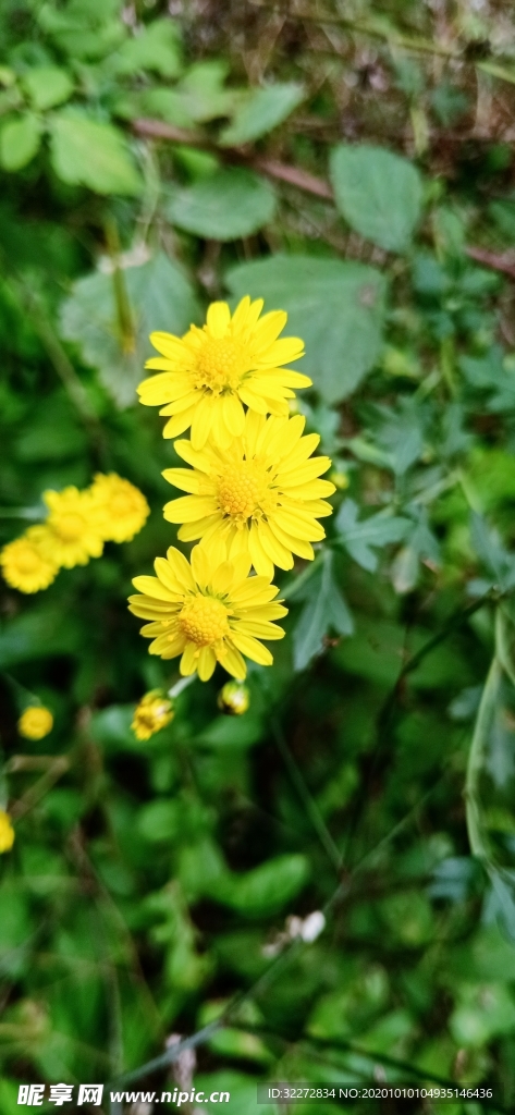 小野菊