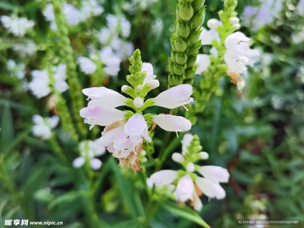 铃铛花