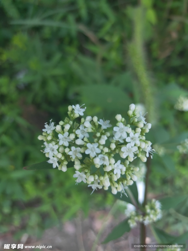 绿色心型花球 白色小花朵 浪漫