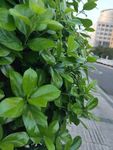 城市 植物 特拍 绿色 街道