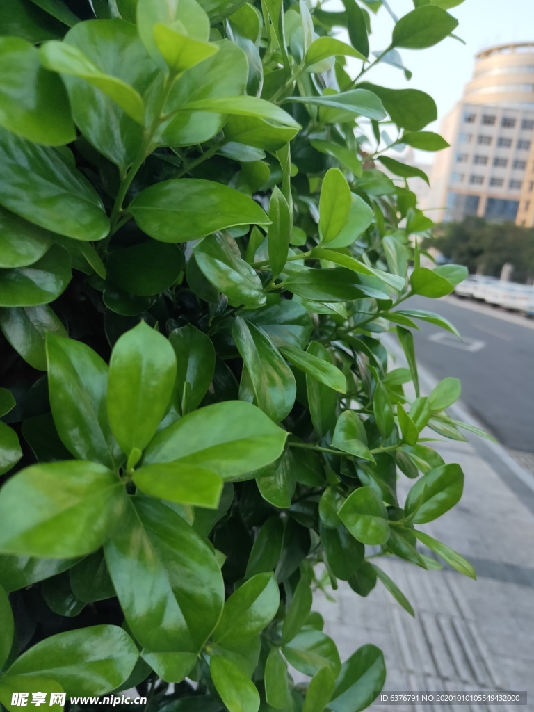 城市 植物 特拍 绿色 街道