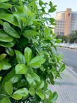 城市街道植物特拍