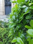 城市 植物 特拍 绿色 街道