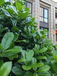 城市 植物 特拍 绿色 街道
