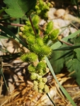 苍耳