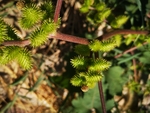 苍耳