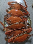 螃蟹