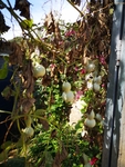 葫芦