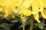 黄色菊花图片