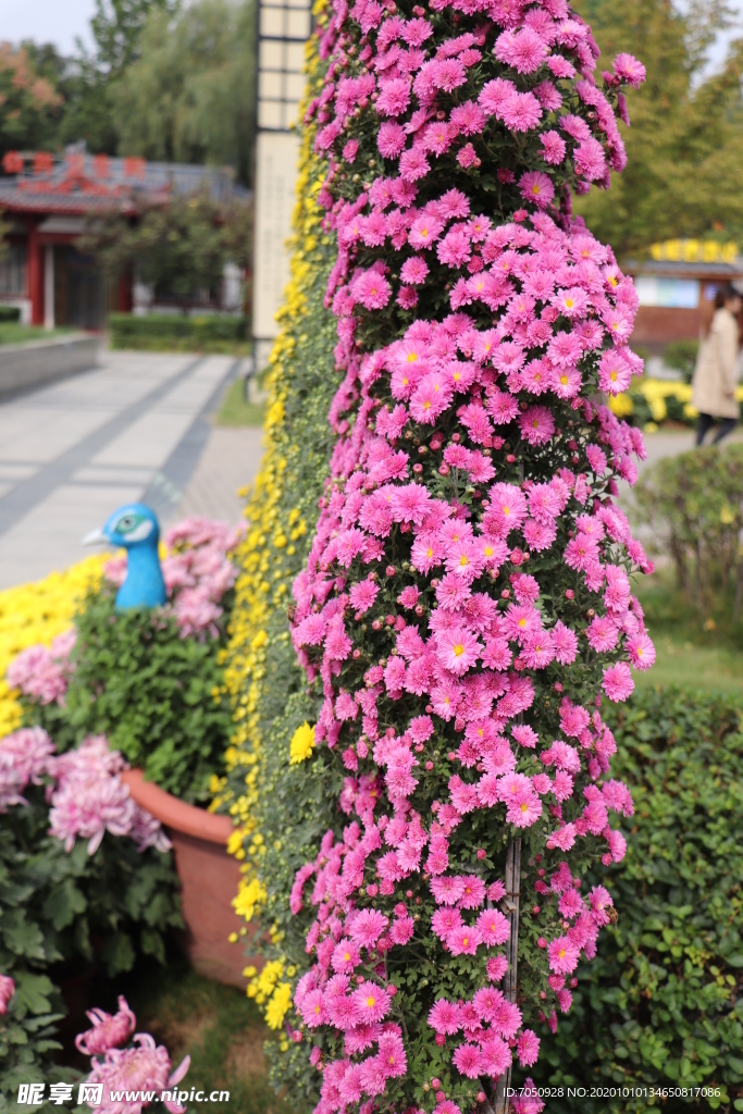 粉色千头菊图片