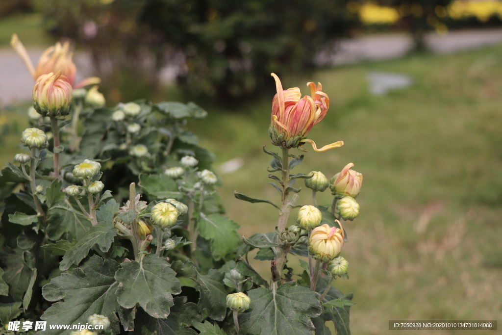 粉黄色菊花图片