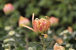 黄粉色菊花图片