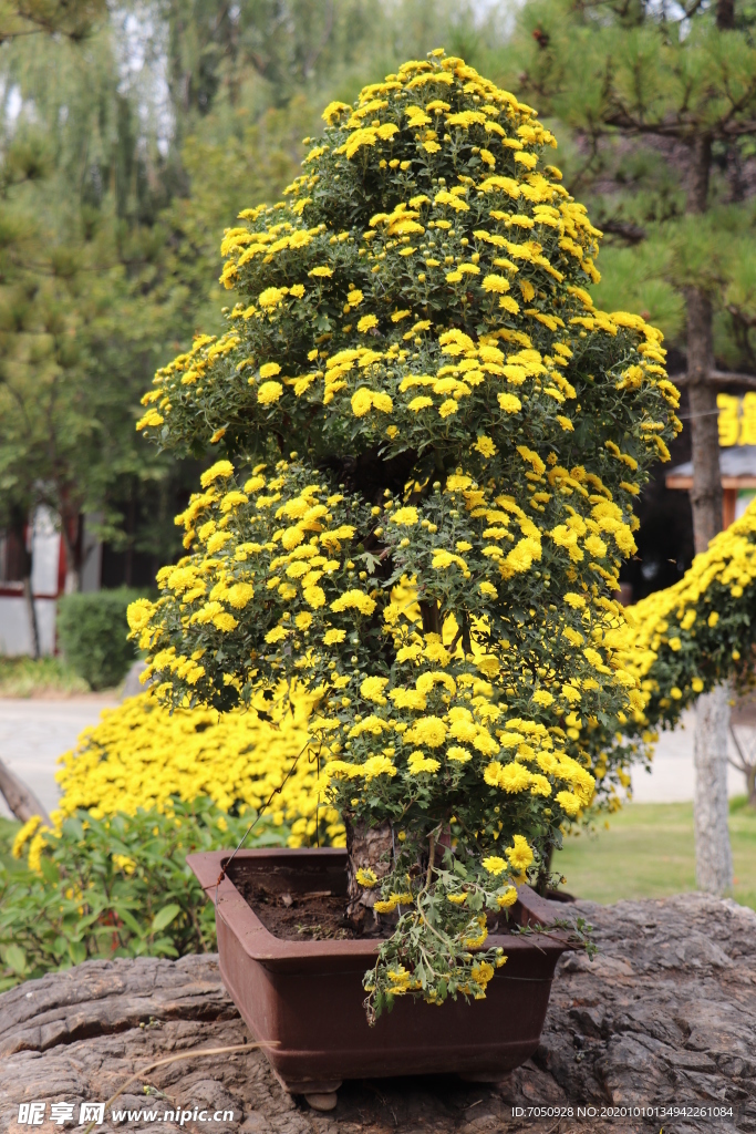 菊花盆栽盆景造型图片