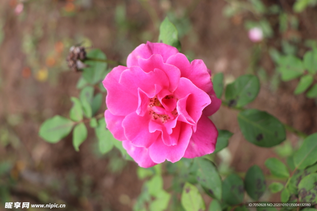 粉色月季花图片