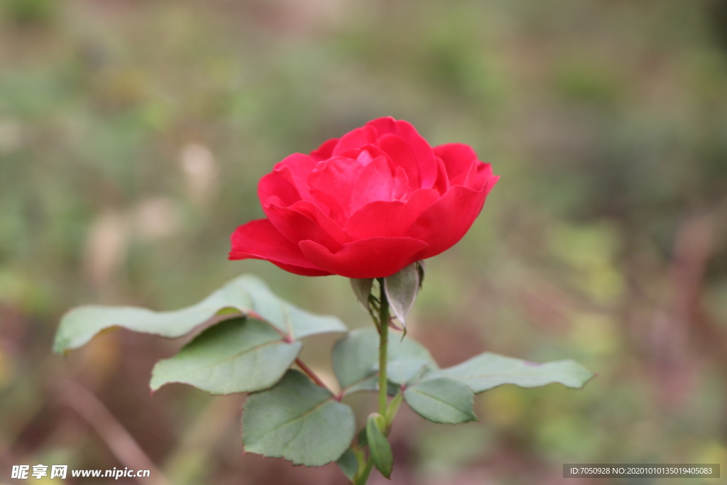 红色月季花图片