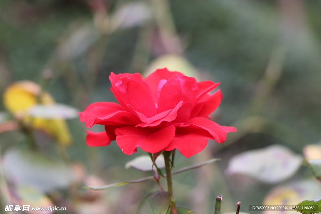 红色月季花图片