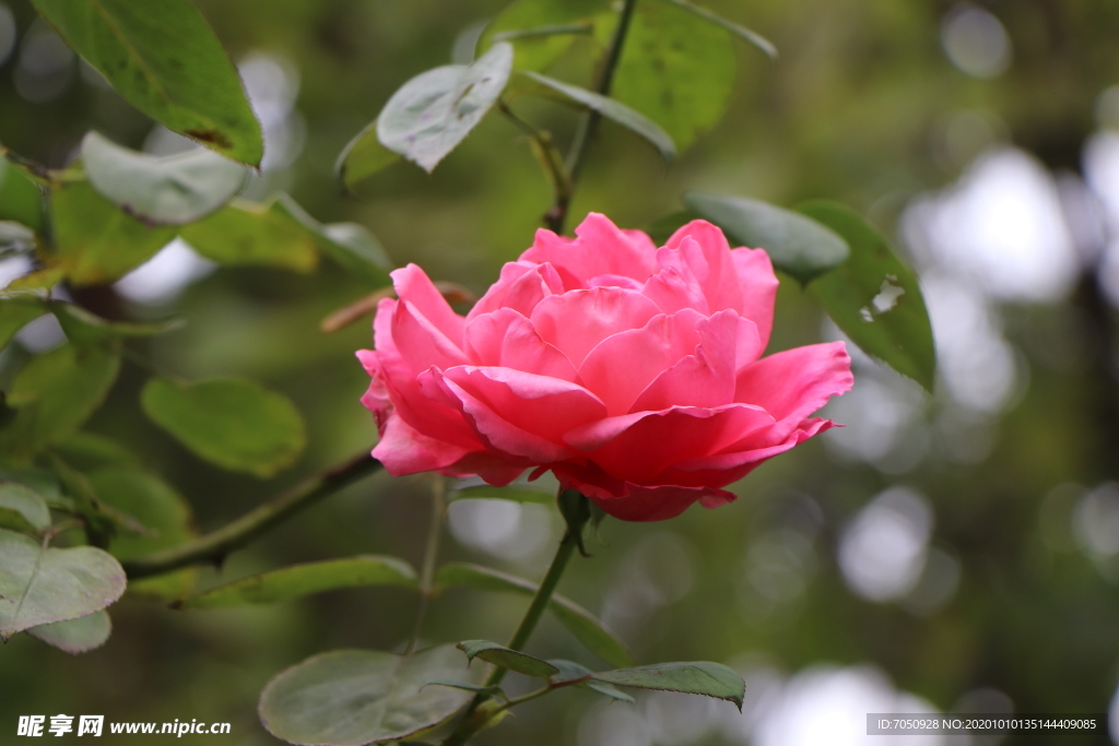 粉色月季花图片