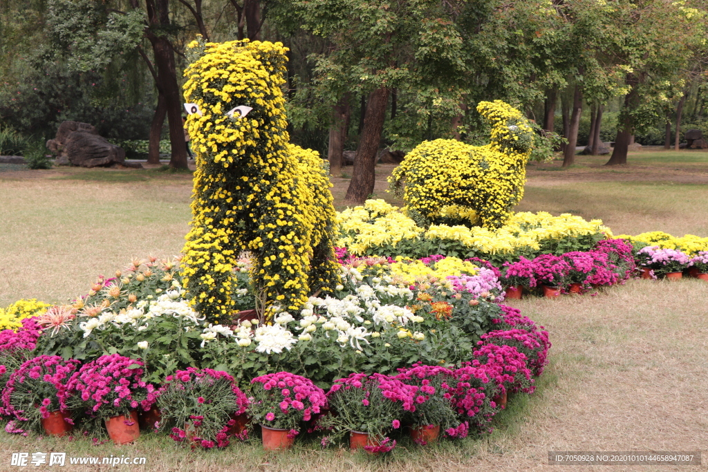 菊花盆栽盆景造型图片